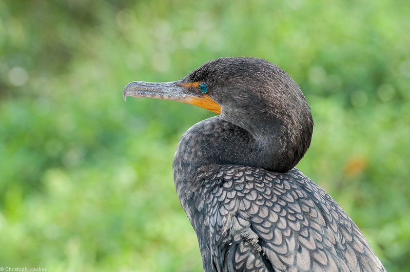 Everglades, Florida, USA
