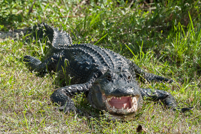 Everglades, Florida, USA