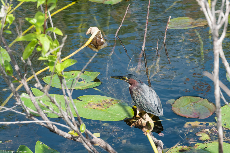 Everglades, Florida, USA
