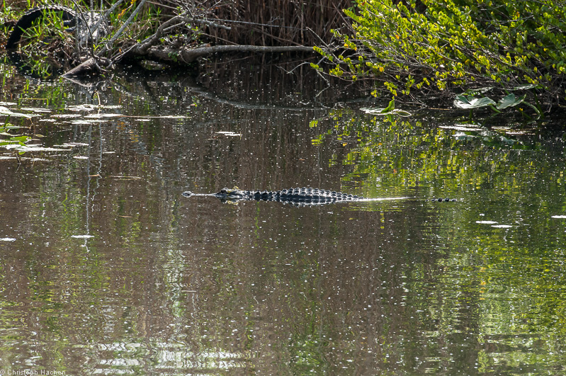 Everglades, Florida, USA