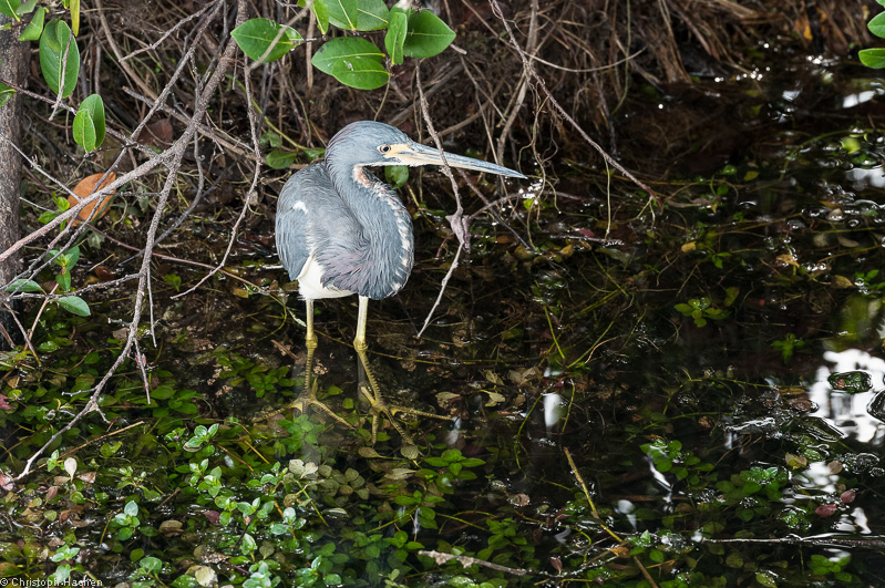 Everglades, Florida, USA