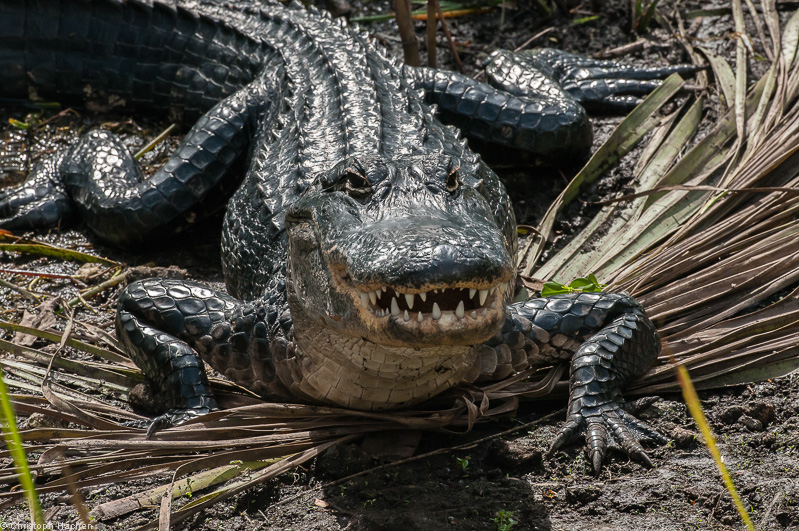 Everglades, Florida, USA