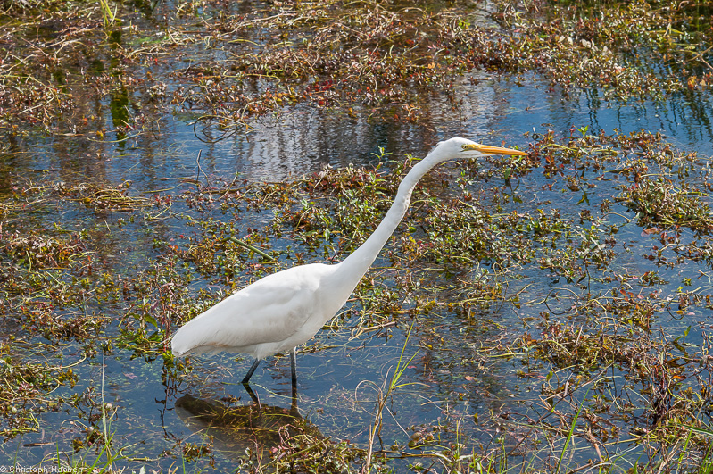 Everglades, Florida, USA