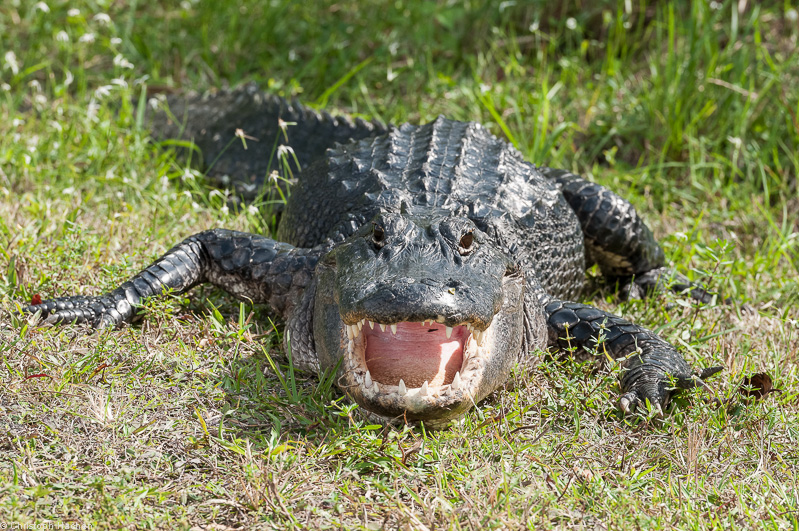 Everglades, Florida, USA