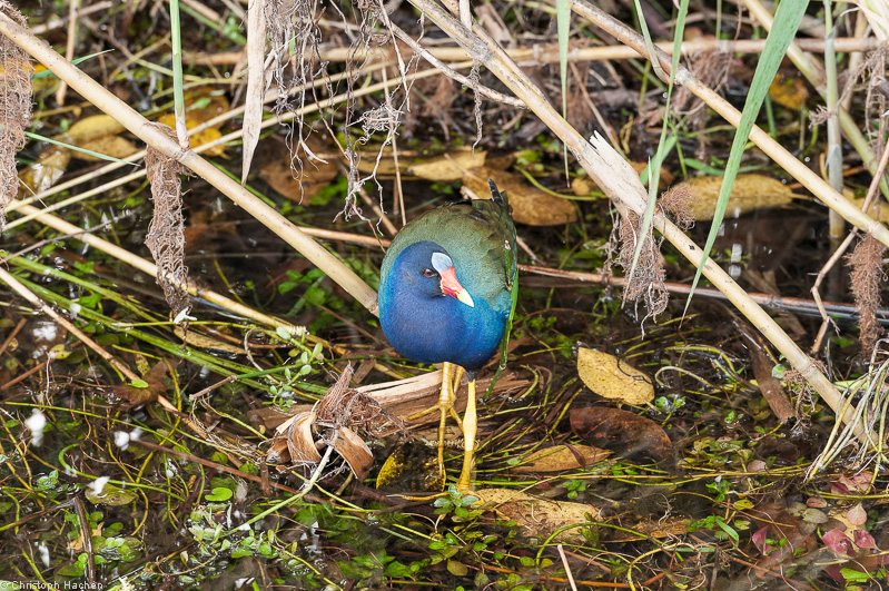 Everglades, Florida, USA