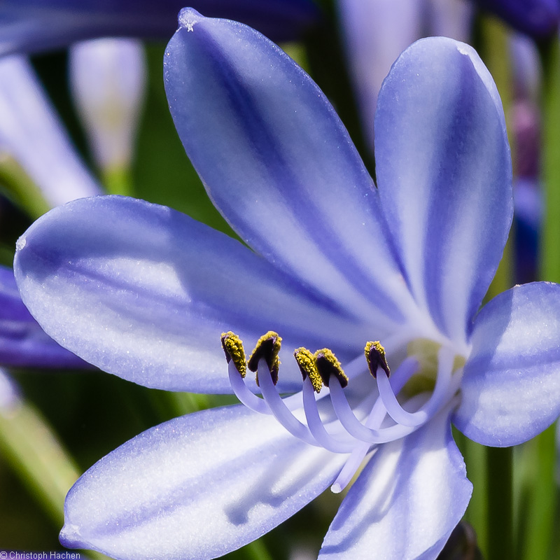 Fleurs #1 3: Pully, CH