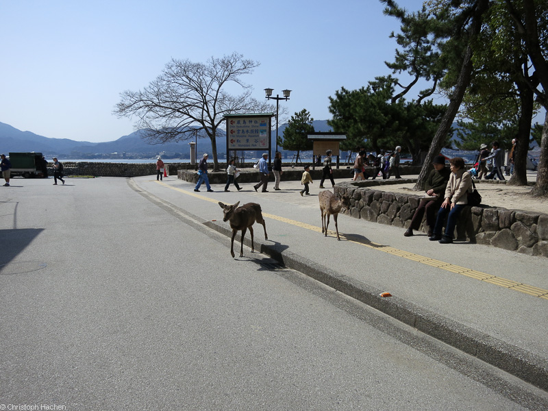 Japan - Hiroshima - Miyajima