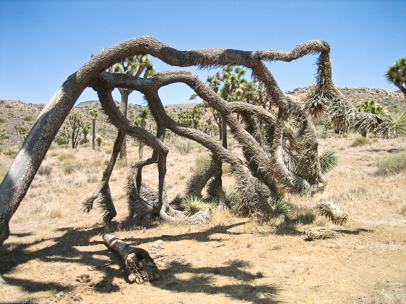 Southwest US 2 - California - Joshua Tree