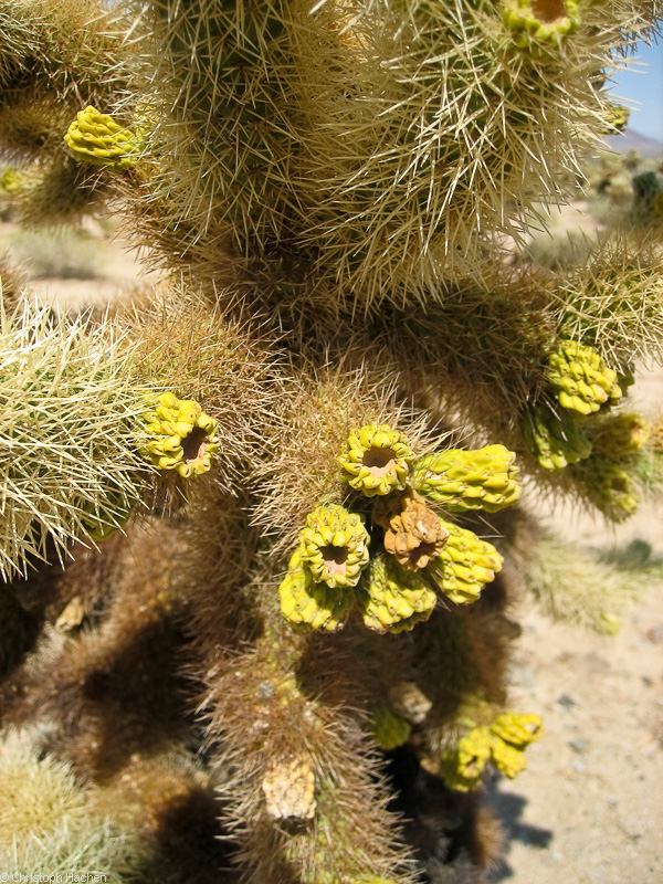 Southwest US 2 - California - Joshua Tree