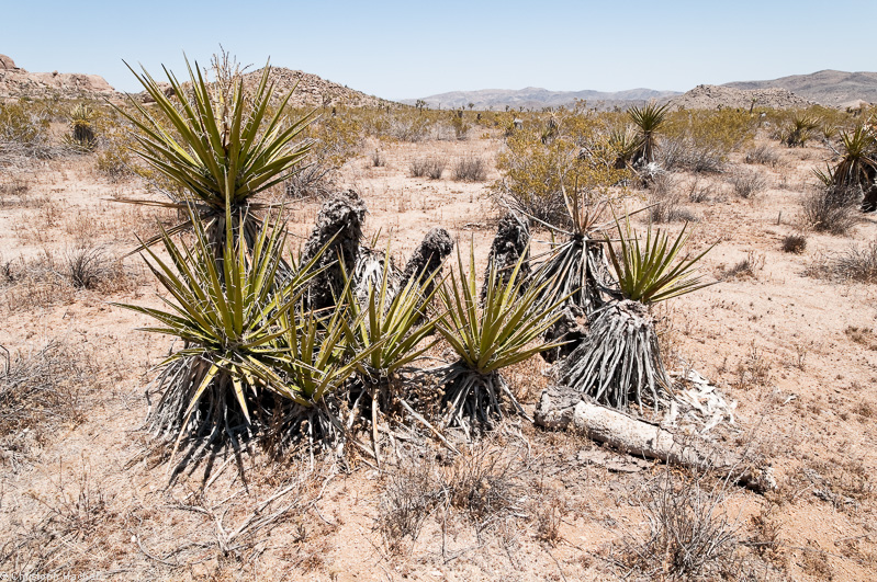 Southwest US 2 - California - Joshua Tree