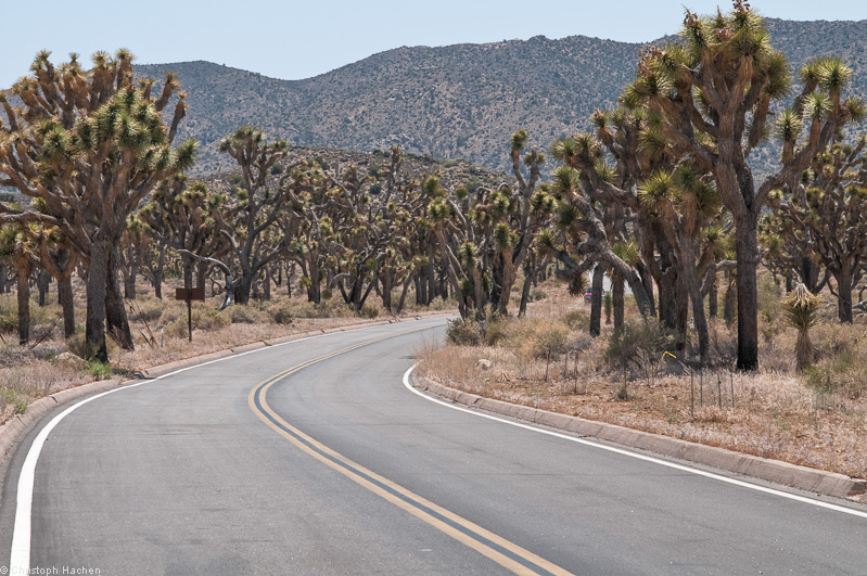Southwest US 2 - California - Joshua Tree
