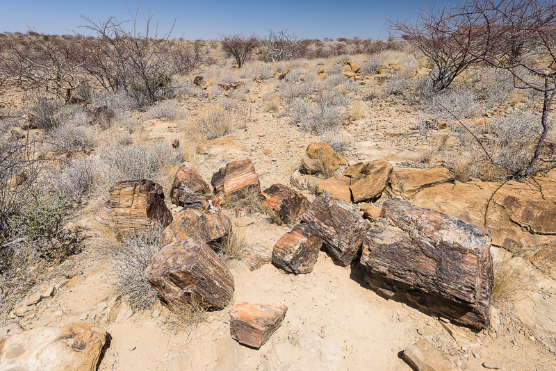 Namibia - Damaraland - Petrified Forest