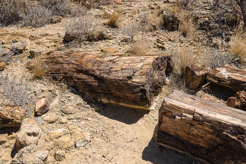 Namibia - Damaraland - Petrified Forest