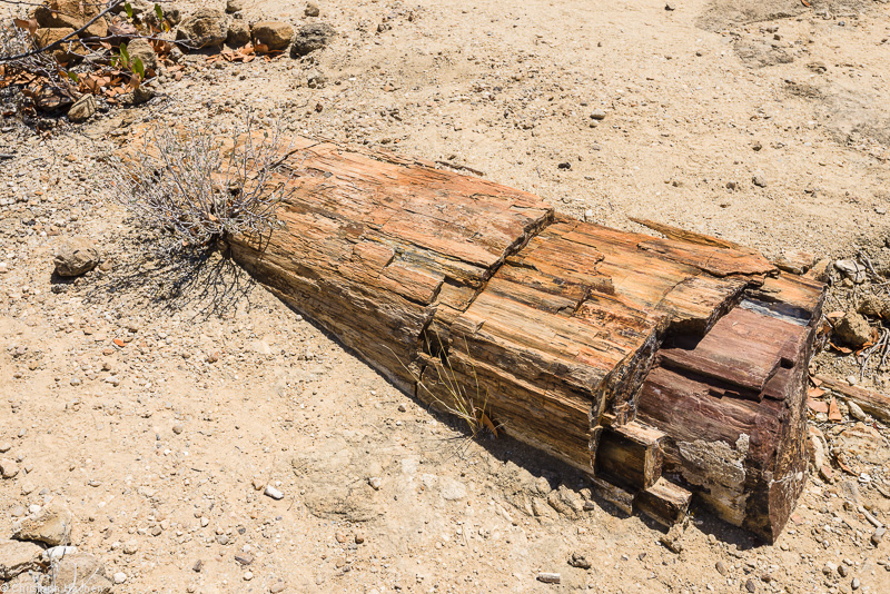Namibia - Damaraland - Petrified Forest