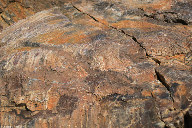 Namibia - Damaraland - Petrified Forest
