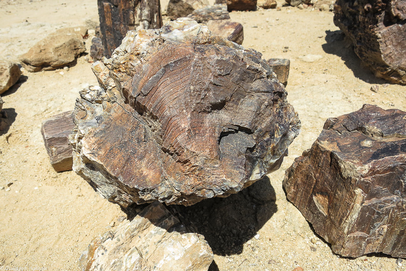 Namibia - Damaraland - Petrified Forest