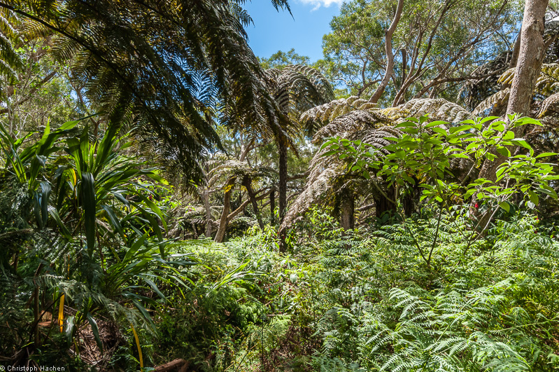 La Réunion(FR) - Fôret de Bélouve