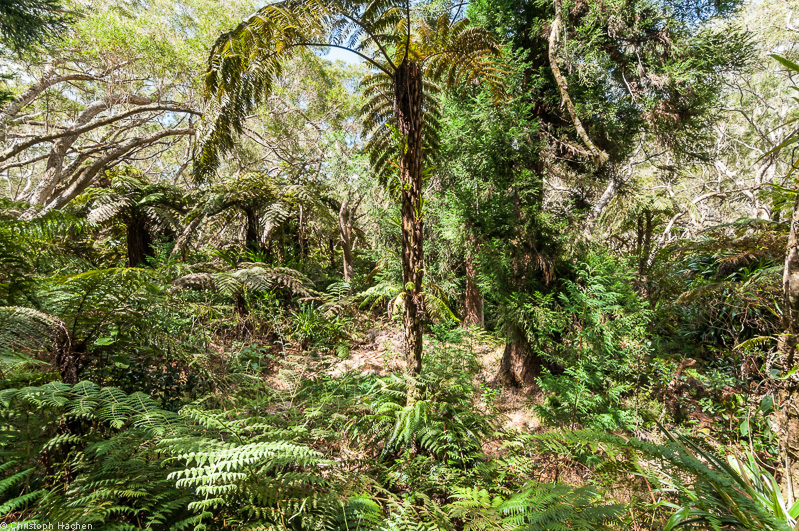 La Réunion(FR) - Fôret de Bélouve