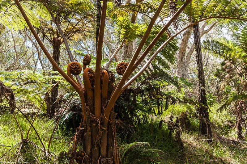 La Réunion(FR) - Fôret de Bélouve