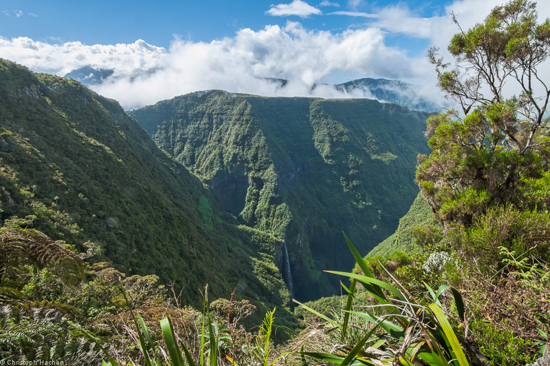 La Réunion(FR) - Fôret de Bélouve