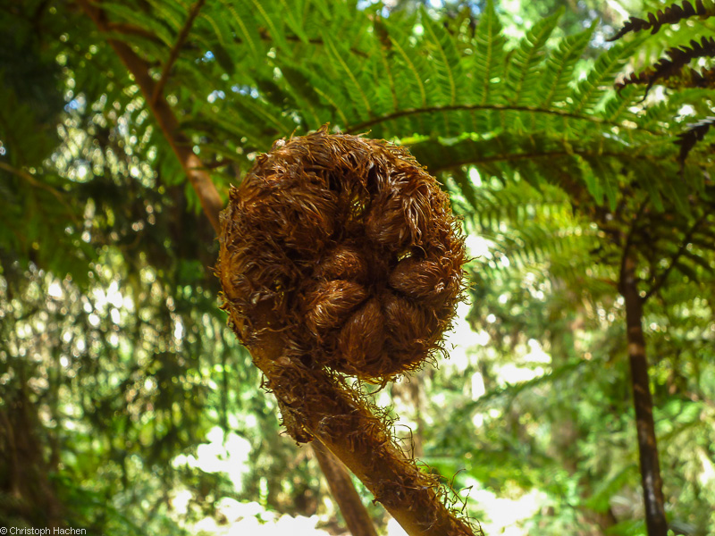 La Réunion(FR) - Fôret de Bélouve