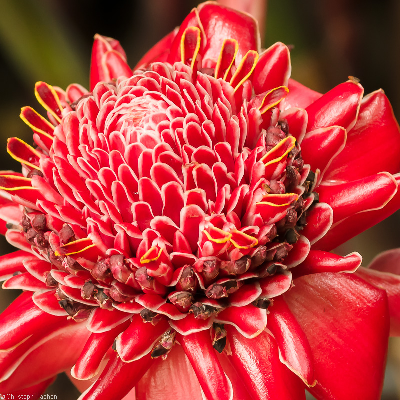 La Réunion(FR)