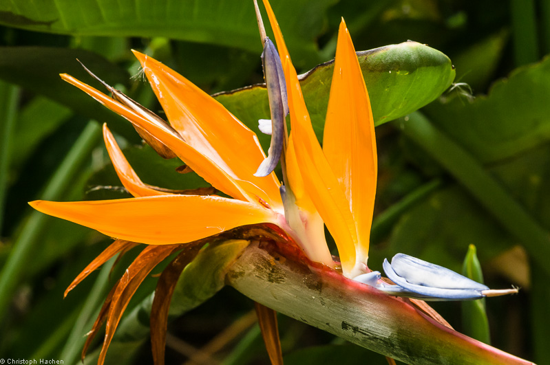 La Réunion(FR)