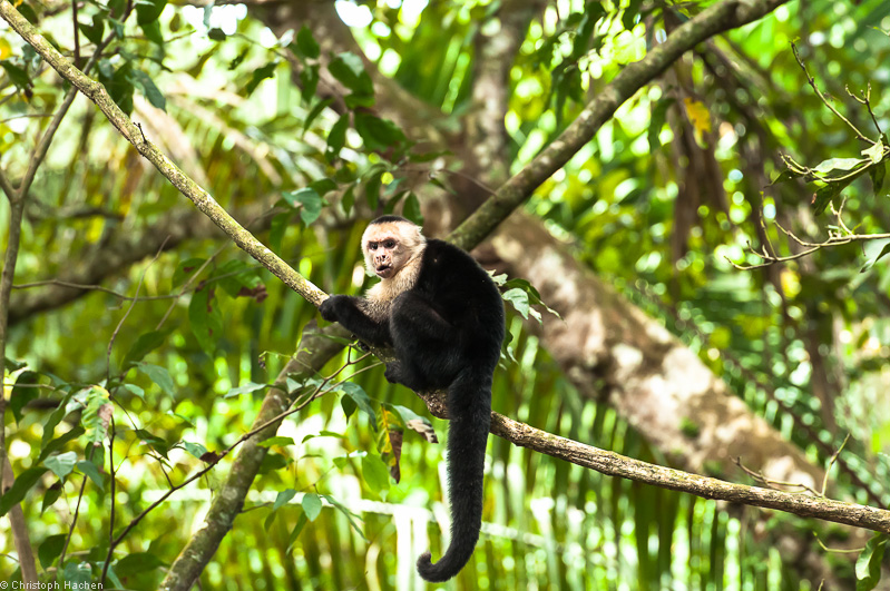 Costa Rica - Parque Nacional Manuel Antonio