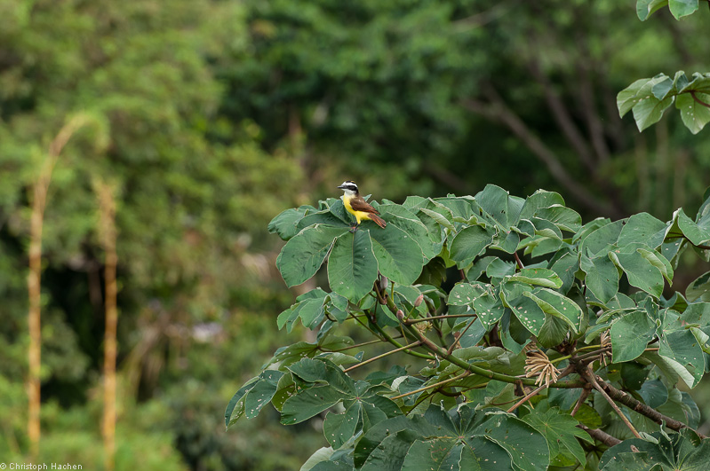 Costa Rica - Manuel Antonio