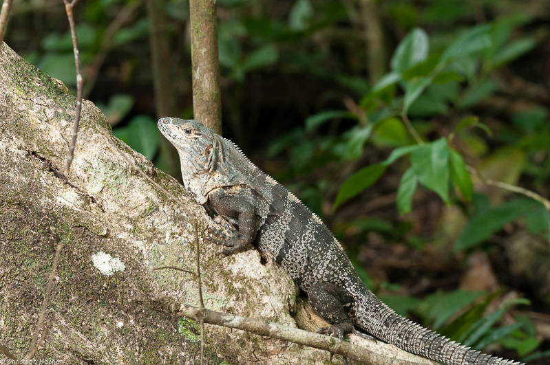 Costa Rica - Parque Nacional Manuel Antonio
