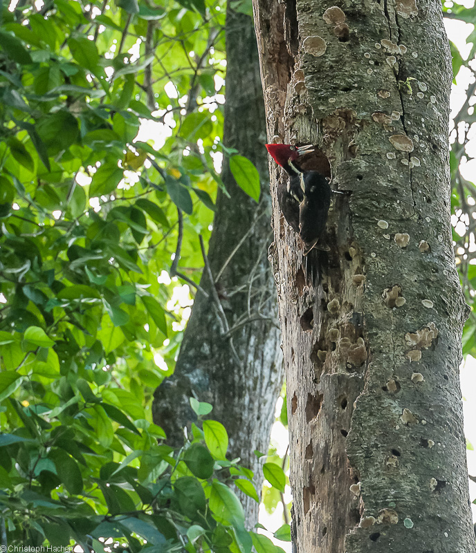 Costa Rica - Parque Nacional Manuel Antonio