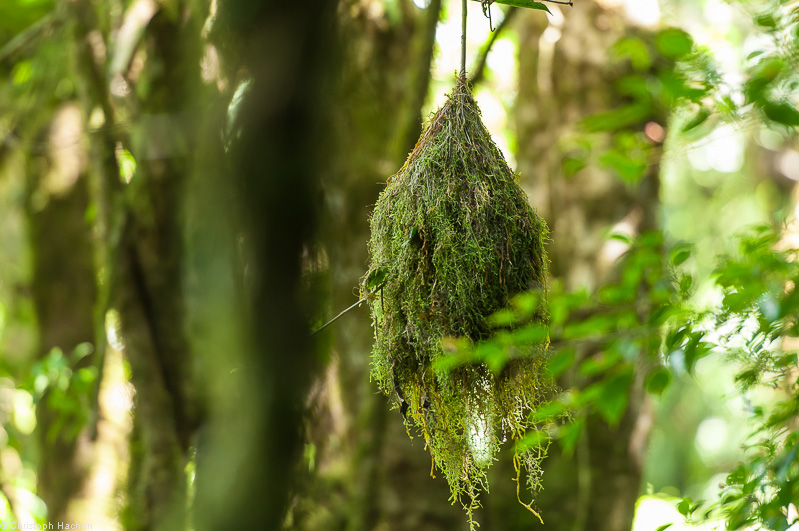 Costa Rica - Monteverde