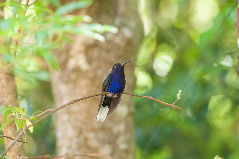 Costa Rica - Monteverde
