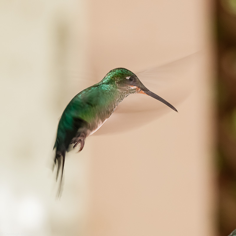 Costa Rica - Monteverde