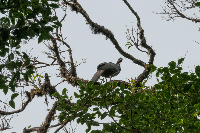 Costa Rica - Monteverde