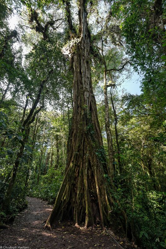 Costa Rica - Monteverde