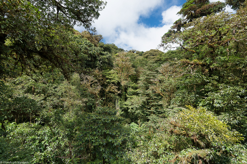 Costa Rica - Monteverde