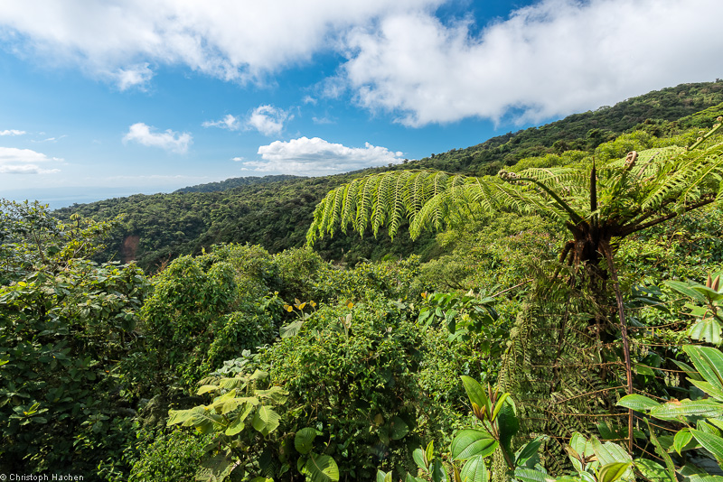 Costa Rica - Monteverde