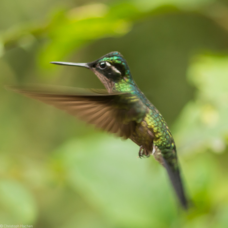 Costa Rica - Monteverde