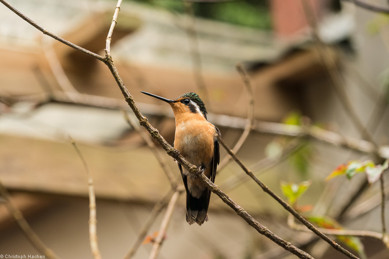 Costa Rica - Monteverde