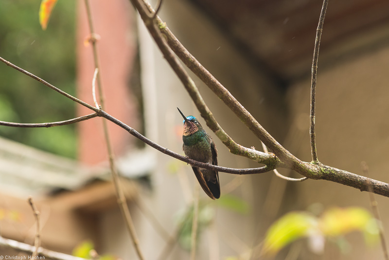 Costa Rica - Monteverde