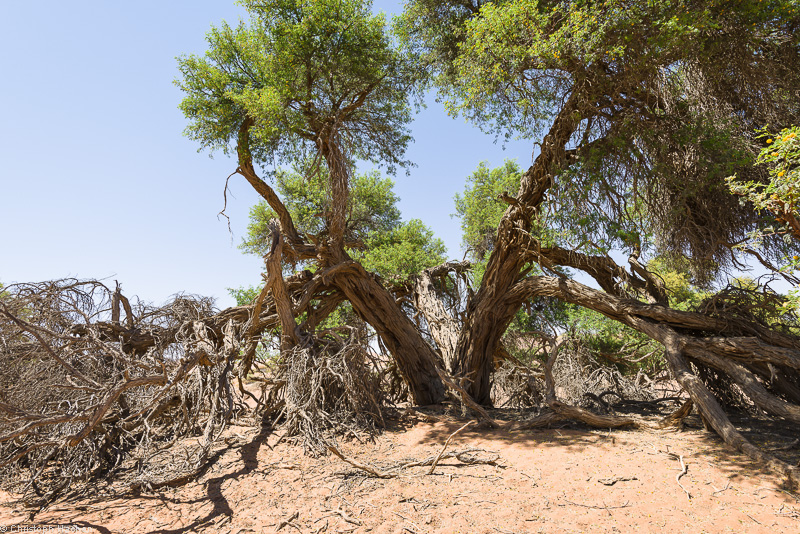 Namibia - Namib-Naukluft National Park