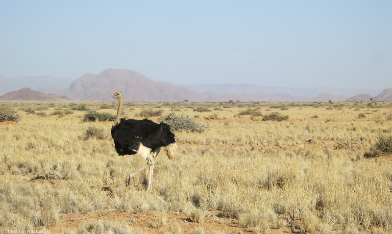 Namibia - Namib-Naukluft National Park