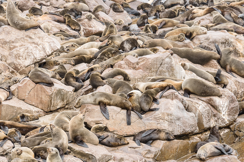 Namibia - Skeleton Coast - Cape Cross
