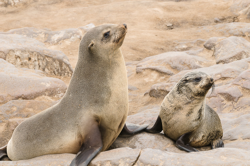 Namibia - Skeleton Coast - Cape Cross