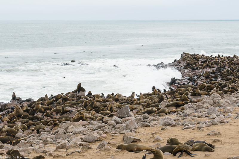 Namibia - Skeleton Coast - Cape Cross