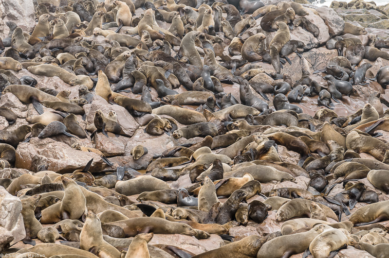Namibia - Skeleton Coast - Cape Cross