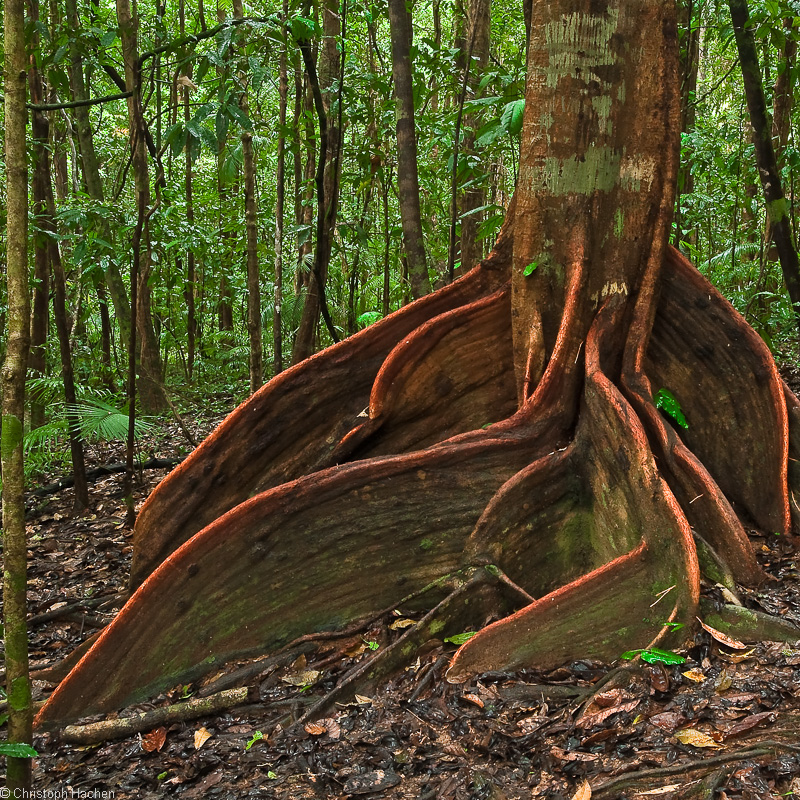 Vert 1: Daintree Rainforest, Queensland, AUS