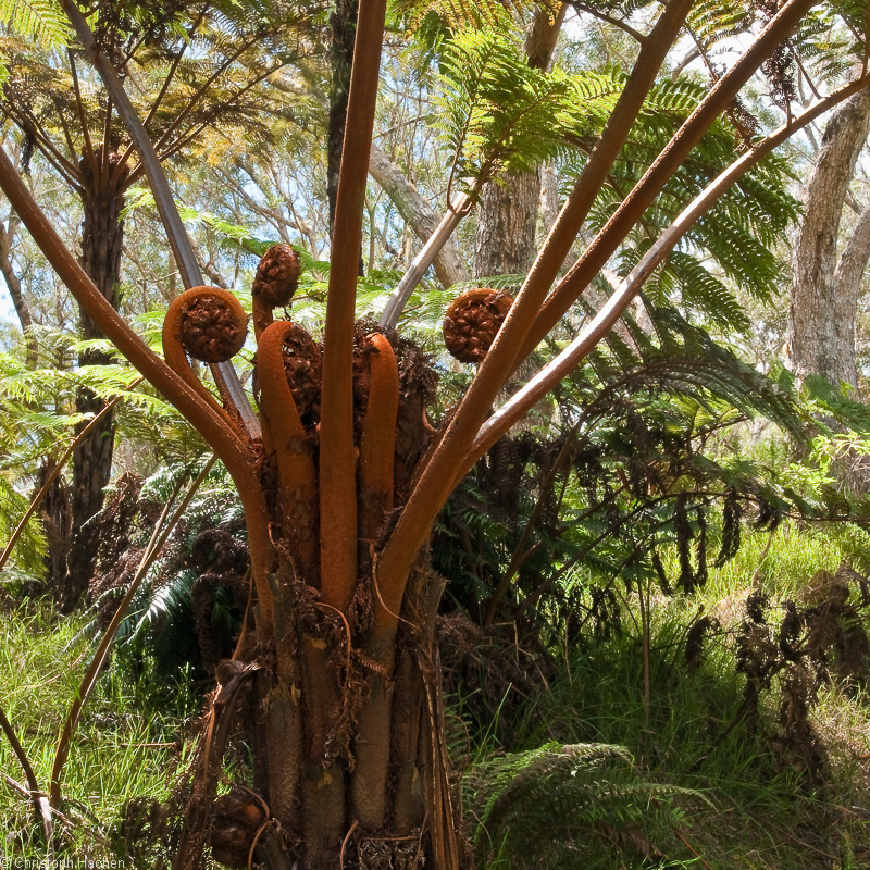 Vert 2:  Forêt de Bélouve, La Réunion, FR