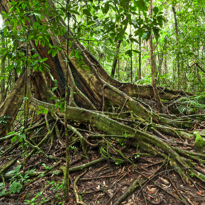 Vert 3: Daintree Rainforest, Queensland, AUS